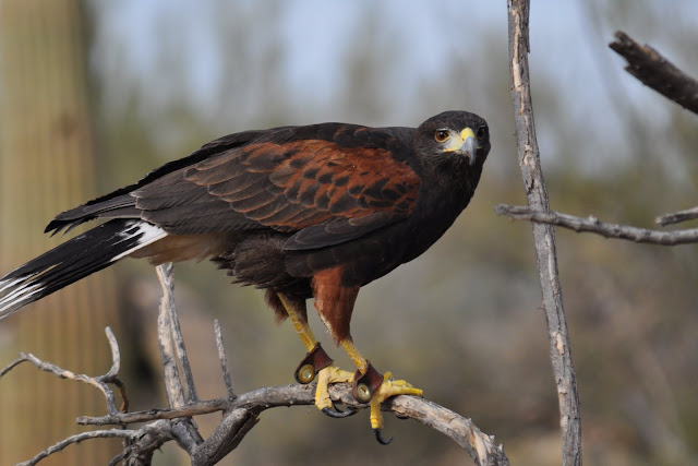 Arizona Birds Photos