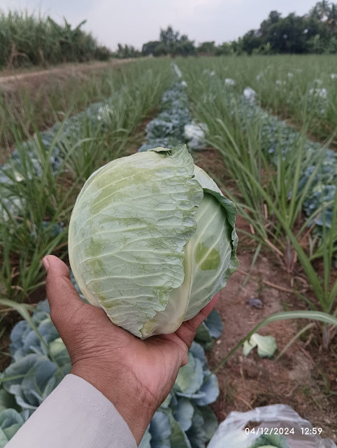 Cabbage is Now Available at Cheap Prices