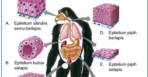 Struktur dan Fungsi Jaringan Epitelium pada Hewan