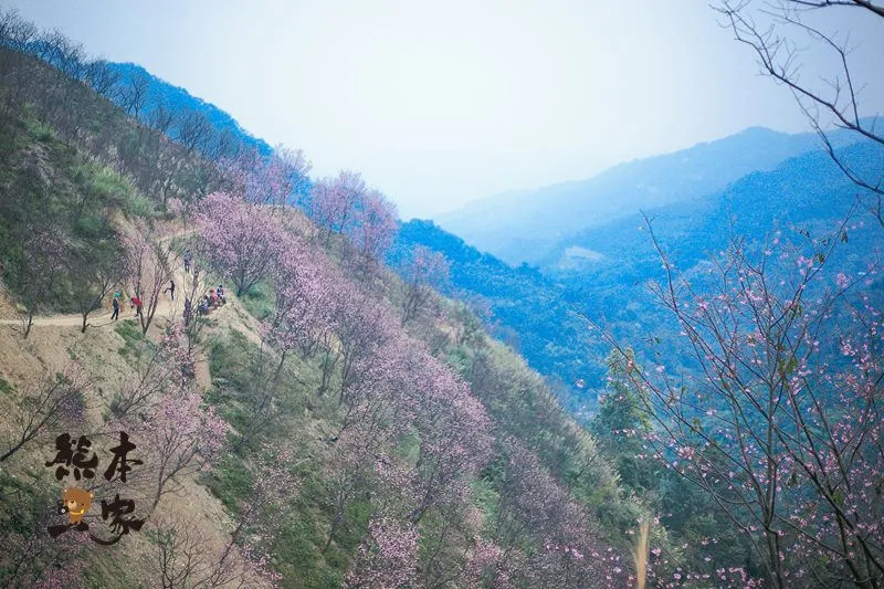 三峽竹崙私房賞櫻景點｜熊空櫻花林｜三峽媲美武陵農場櫻花林景點｜竹崙路櫻花｜北109鄉道櫻花林景點