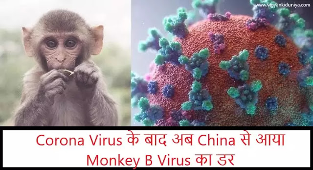 Monkey B Virus