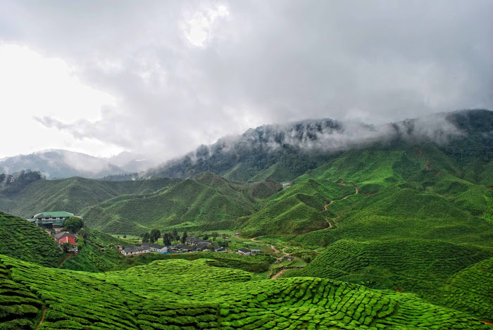 tea, teh, plantation, ladang teh