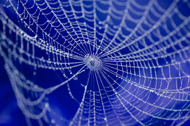 Social Media Spider Web
