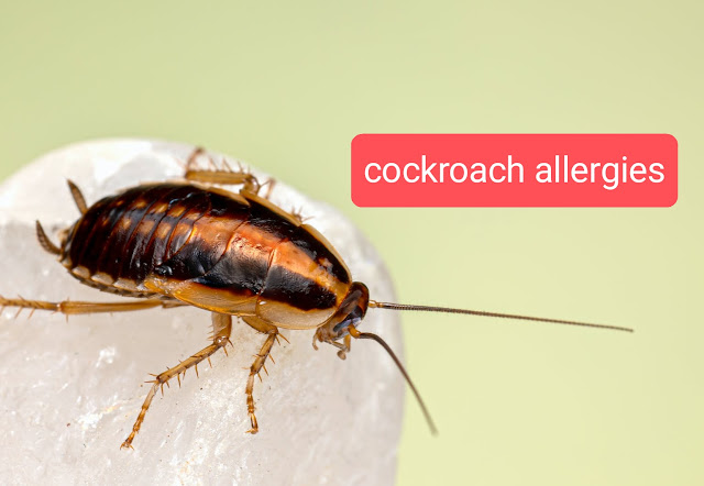 How to avoid cockroach allergy