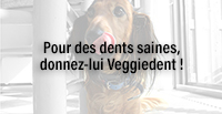  Pour des dents saines, donnez-lui Veggiedent !