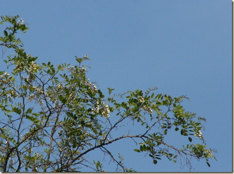 LocustTrees