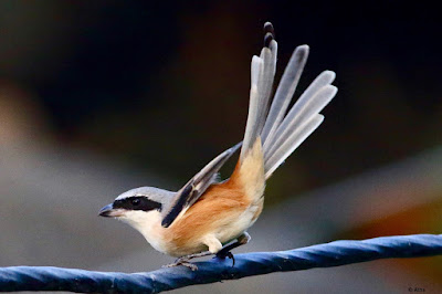 Long-tailed Shrike