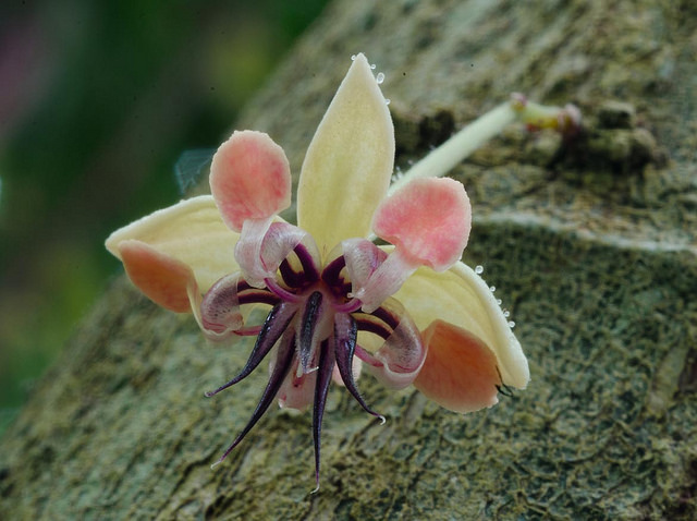 Fiore di Cacao