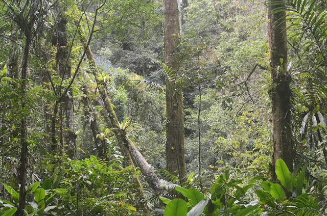 Taman Nasional Gunung Halimun Salak