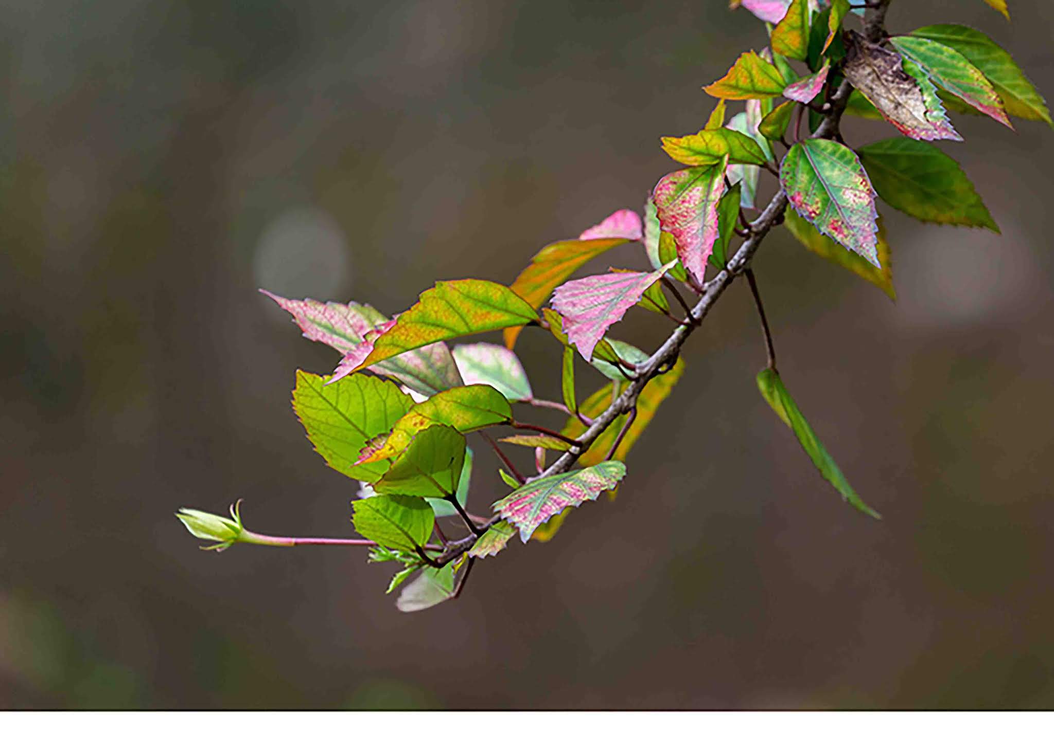 Hibiscus Leaves 1