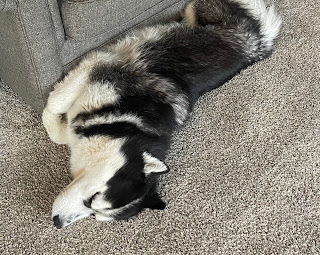 Ullr, black and white Siberian husky, is stretched out belly towards a grey couch, front paws curled into his chest as he sleeps