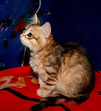 Siberian cats pictures