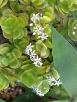 crassula