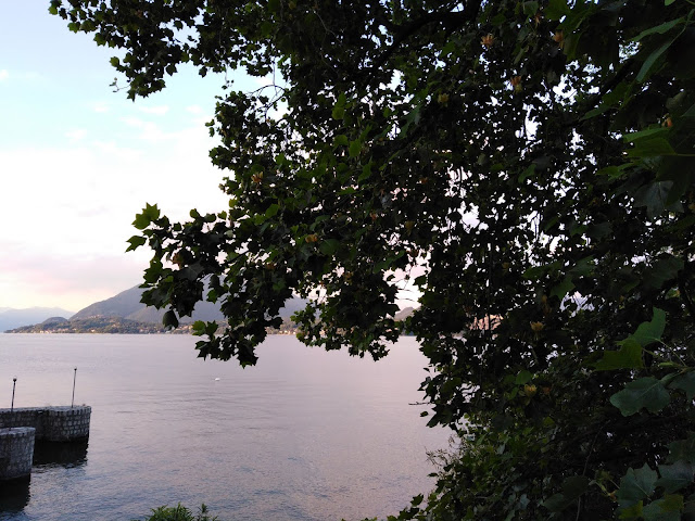 Chioma Liriodendro Affacciata sul Lago Maggiore