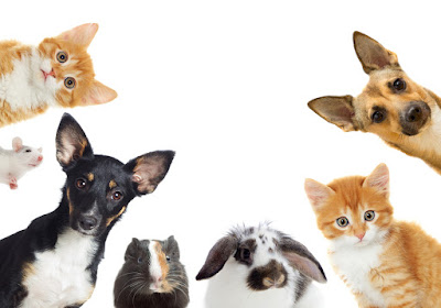 An assortment of animals looking directly at the camera, including: two dogs, two cats, a bunny, a guinea pig, and a mouse. 