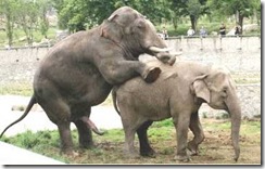 sexo_dos_elefante