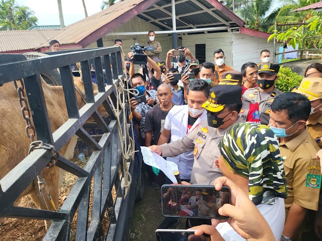 Ada 1.054 Sapi Tertular PMK, Kapolda Sumut Sidak ke Peternakan Sapi di Langkat 