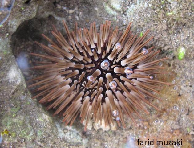 Bulu Babi Laut