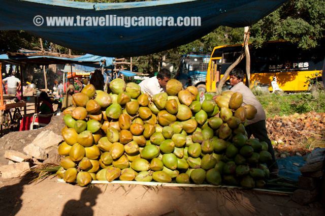 PHOTO JOURNEY inside zoo of Banerghatta National Park Banglore : Posted VJ SHARMA on www.travellingcamera.com : I am sure you will be surprised to hear Zoo and Wildlife Sanctuary at one place... Yes, Banerghatta National Park has a Zoo as well... When I planned for Baneghatta National Park, I was not aware of the fact that it has Zoo as well... After Reaching the ticket counter, I saw a board saying discounted ticket for Wildlife Safari inside the sanctuary and Zoo visit... Banglore Zoo has lot of snakes and most of the crowd is seen around those to figure out where they(snakes) are sitting... Here are few Photographs I was able to click during a quick visit to Banerghatta Zoo... Check out !!!Don't know the name of this bird.. so please do let know in case you know... They were very shy as you can see from the expression in this photograph and there were lot many other birds with various combinations of colors... I had few more photographs of this bird but all were shaky because of lot of movement there... These birds were most active inside the zoo.... Others like snakes, crocodiles, leopards, ducks were really lazy and we couldn't figure out the cause... Even Monkeys were not very active which is a very unusual thing..There were lot many crocodiles inside Banerghatta Zoo and that I saw the height of their laziness... There were few cats inside their court and jumping on their backs.. No Reaction... They used to go near a particular crocodile, check about its activeness by touching the tail and then start all those activities when confirmed that it's not going to hurt them... Many of the folks were standing their for more than 30 minutes to wait for one of the crocodile to take some action, but nothing positive was happening their... and those cats were having fun there :)Sankes - Most popular species inside Banerghatta Zoo.... There was a separate section of various types of snakes and it was naked as snake park inside Banerghatta Zoo... I had never seen these many snakes at one place and there were lot many varieties new for me... It was hard to locate them because many of them were hidden between the branches of the tree or under some rocks etc.. Some of the snakes were 7-10 feet longs and have been playing on bamboo sticks hanging on the trees inside their courts... It seems people don't miss this part of the Zoo during their visit...There was a huge area provided for birds and it was somewhat similar to the Delhi Zoo... Although we were not able to see many birds out there... Also we were very tired after wildlife safari in Banerghatta National Park and didn't want to spend much time to find out more birds there...Many families come to Banerghatta Zoo to enjoy the weekend... I was surprised to see this family with all the stuff like carpet, bat and other stuff... It seems they have come for some picnic but Zoo is not a right place I guess... Ideally eatables and such things should not be allowed inside... I don't have any strong reason for that , but I have seen people making these places dirty... People should think twice before spreading their waste stuff at other's living area... Can they do the same thing inside their house?Oh Yes, I didn't want to miss this particular thing about Banerghatta Zoo... There is a trend of adopting some of the animals of the zoo and many folks have done this... Like this particular Horn bill is adopted by Shri T R Rithvik... This effectively means that Mr. Rrithvik is feeding this Horn bill for some particular duration and probably other costs as well... A nice concept and good idea to support all these rare species  on earth...There was a man outside the zooo who was selling some liquid which creates colorful bubbles... I wanted to capture those bubbles but all I was able to capture was bokeh of all those.... Never mind, I like it :)Rohin Duggal, My friend who made my Banglore trip memorable... Thanks to Rohin !!! btw his girlfriend was out of station and I can tease him by saying that :) On the very first day in Baglore we visited lot many places... Banerghatta national Park, zoo, Butterfly house, MG Road, Bragade Road and UB City ...These folks were wondering why I am clicking a photograph of Rohin... and Rohin asked to click one of their photograph to make them happy... Monkeys inside banerghatta Zoo...Afte completing one round inside Banerghatta Zoo, we had some coconut water in the market outside the zoo... It was amazing, but honestly I didn't like the 'malai' inside it...There are few museums inside the Zoo campus.. Here is one with photographs of various types of birds with some details.... There were lot of school children inside this museum to know about various species of birds and next agenda was to locate them outside....There is a small museum in the zoo which showcases zoological exhibits... Banerghatta Zoo has a reptile park and a small theater as well... Banerghatta Zoo is closed on Tuesdays which is a weekly holiday...