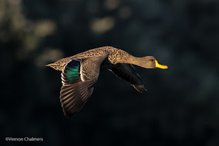 Birds in Flight / Action Photography Workshop - Cape Town