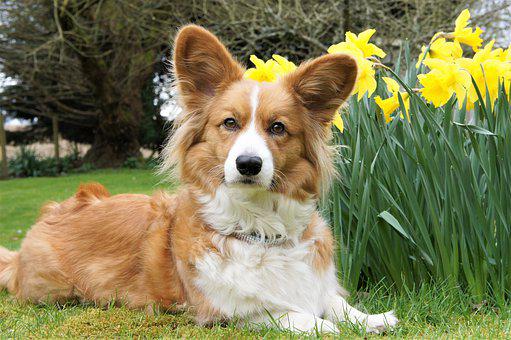 cardigan-welsh-corgi-dog