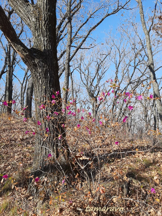 Рододендрон остроконечный (Rhododendron mucronulatum)