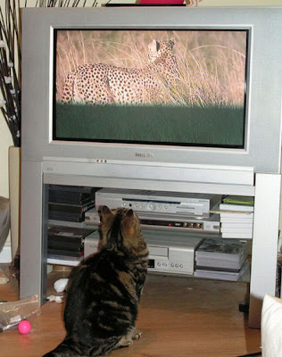 Pets watching TV Seen On www.coolpicturegallery.us