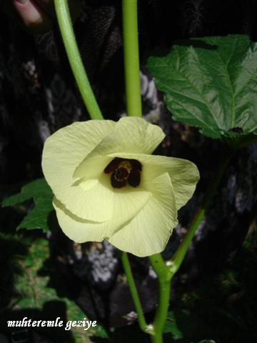 okra