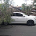 Árvore cai e atinge carro que estava estacionado ao lado da praça do Jacaré, Centro de Juazeiro (BA)