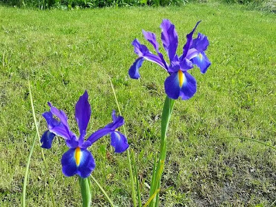 √100以上 6月 花 紫 287728-5月 6月 花 紫