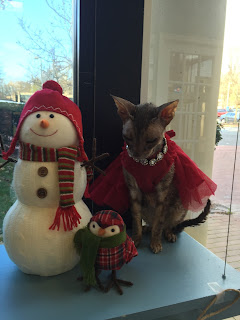 Kely the Cornish Rex in a red dress