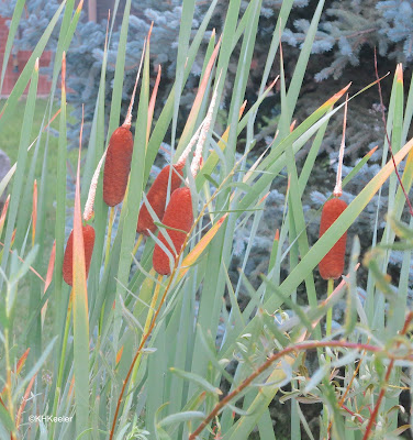 broad-leafed cattail, Typha latifolia