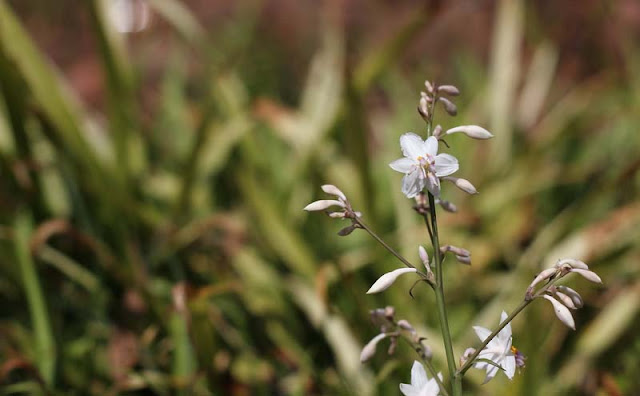 Arthropodium Cirratum Flowers Pictures