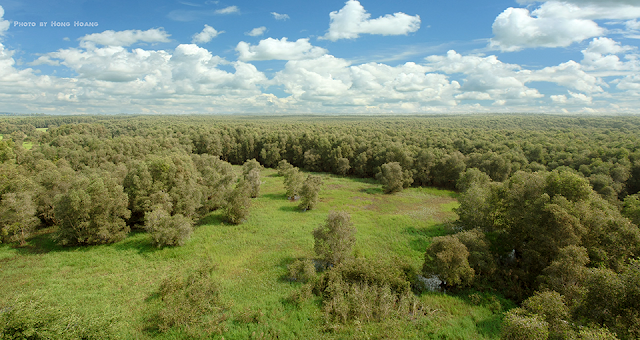 Tra Su melaleuca forest