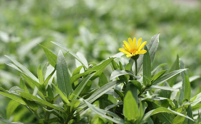 Narrow-Leaf Zinnia Flowers