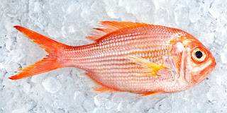 Gambar ikan