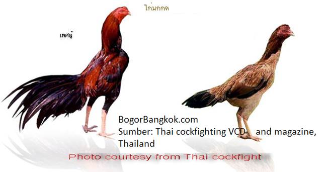 Kumpulan Contoh Gambar Sketsa Ayam Jago Bangkok - Informasi Masa Kini
