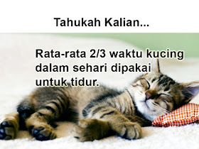 fakta tentang kucing tidur