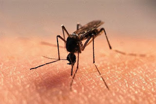 Morfologi Nyamuk  Aedes Aegypti Nyamuk  Dan Serangga