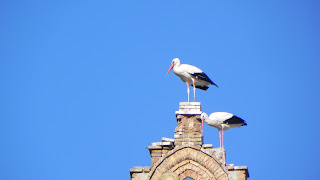 Storks, Huesca