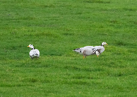 Bar-headed Geese - Amsterdam