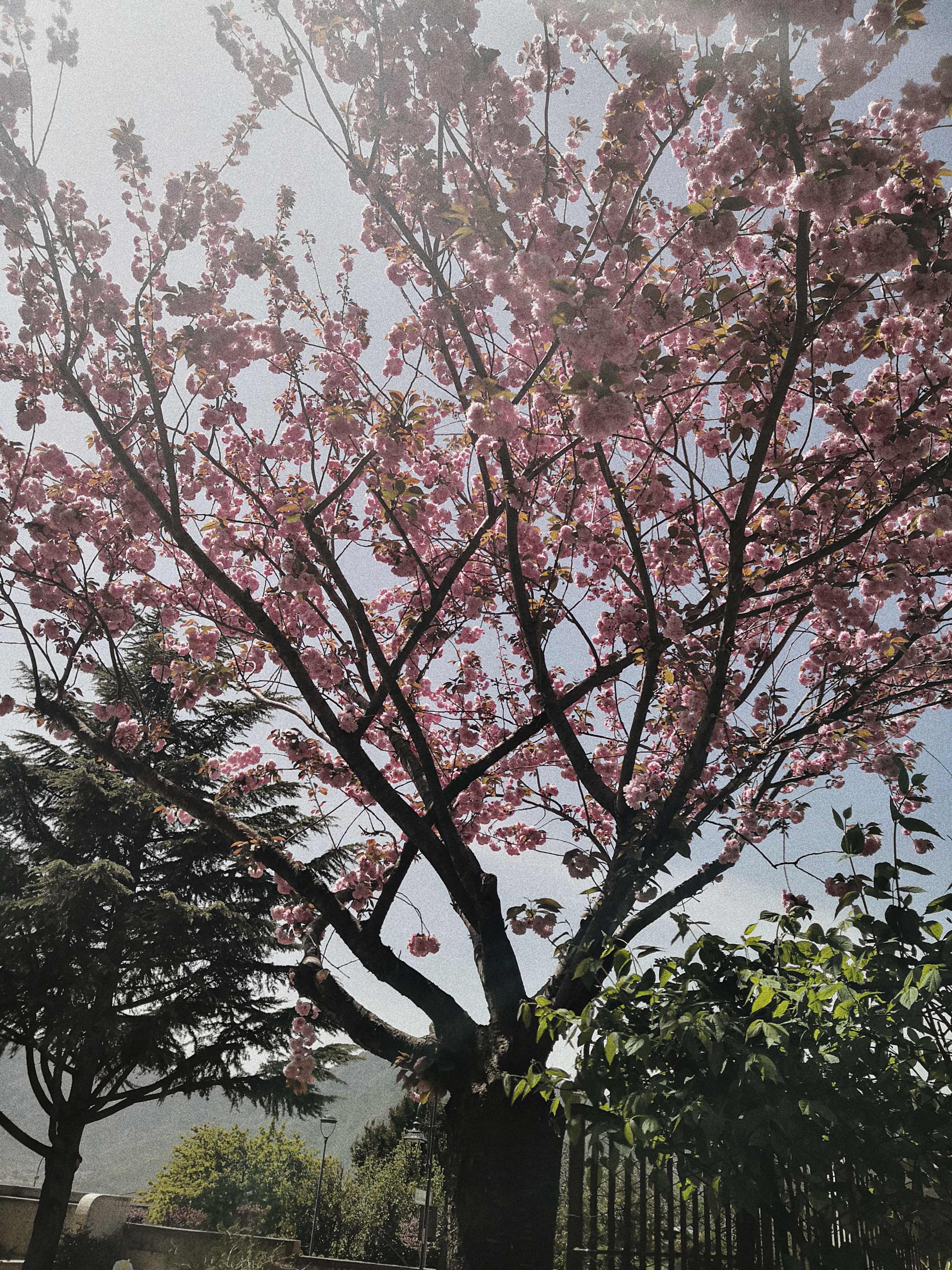 Un albero di ciliegie in fiore