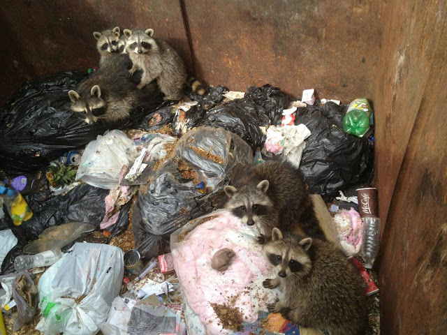 Saving some raccoons from a dump, saving raccoons