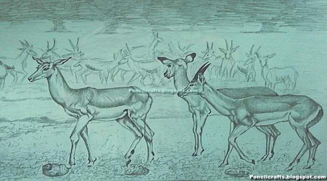 Tribal Deer Drawings