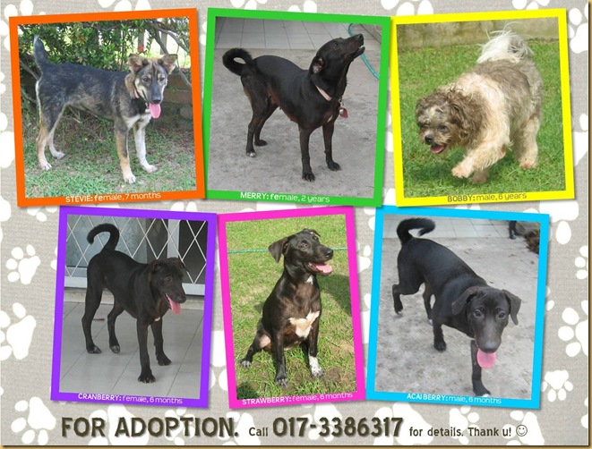 Dogs adoption_June2011