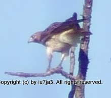 Red-tailed Hawk