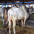 GAMBAR SAPI ONGOLE 15