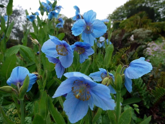उपल ङोन, Upal Ngon (Am), Meconopsis grandis ,