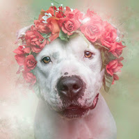 Mujer fotografía pitbulls con coronas florales para ayudarlos a ser adoptados