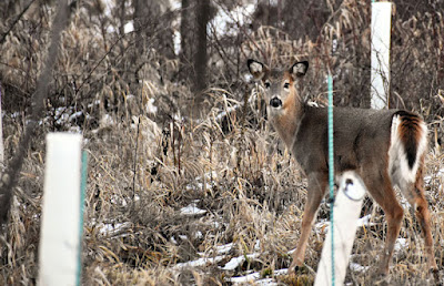 Deer by trail